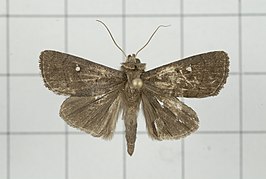 Athetis placida