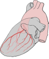 Heart left lateral coronaries diagram