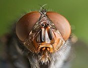 Lagas hweskeren, an pryv glas (Calliphora vomitoria)