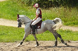 Étalon Shagya en concours complet.