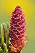 Immature female cone