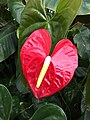 Anthurium