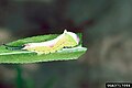 Cerura scitiscripta larva