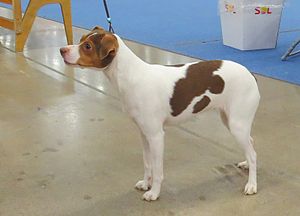 Terrier Brasileiro