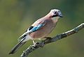 El Garrulus glandarius, arrendajo o gayo (del latín gaius) es un ave del orden Passeriformes y de la familia de los cuervos. Por Luc Viatour.