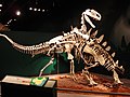 A Tuojiangosaurus és a theropodák közé tartozó Monolophosaurus felállított csontváza a Chicago-i Field Múzeumban