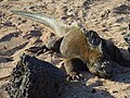 Iguana sulla spiaggia presso la Charles Darwin Research Station