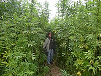 A hemp maze in France