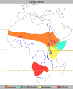 Msambao wa mbuni katika Afrika