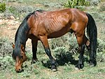 a slightly thin but healthy bay horse grazing on grass