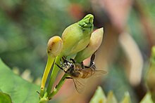 A Puerto Rican Africanized Bee, using its proboscis.