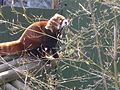 A Red Panda (Ailurus fulgens) gnawing on an exfoliated bamboo bush.