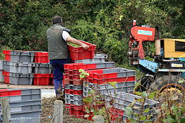 Vendange en caisses, Pernand-Vergelesses, Bourgogne