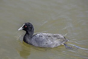 Adult F. a. australis