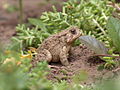 Image 34American toad (Anaxyrus americanus) (from True toad)