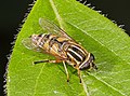 Helophilus pendulus es una especie polinizadora de sírfido de Europa. Se asocia con una amplia variedad de cuerpos de agua, desde grandes lagos y ríos hasta áreas tan pequeñas como zanjas, pequeños estanques y charcos de barro. A menudo emite un zumbido cuando descansa. Es una vagabunda notable y se puede encontrar lejos del agua. Las larvas se alimentan de detritos. Por Archaeodontosaurus.