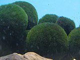 Les cônes d'algues (marimo) du lac Akan sont enregistrés monument naturel spécial.