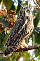 Asio flammeus flammeus in Mangaon, Maharashtra, India