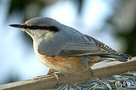 S. e. europaea porūšis Lesykloje (pietinė Norvegija)