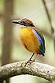 Image 20 Mangrove pitta Photograph credit: John Harrison The mangrove pitta (Pitta megarhyncha) is a species of passerine bird in the family Pittidae native to the eastern Indian subcontinent and the westernmost parts of Southeast Asia. In general, pittas are reclusive birds and difficult to observe, but this species is easier than most, calling from high in mangrove trees, and responding readily to recordings of its voice. This mangrove pitta was photographed at Pulau Ubin in Singapore. More selected pictures