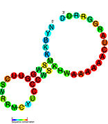 PreQ1 riboswitch: Secondary structure for the riboswitch marked up by sequence conservation. Family RF00522.