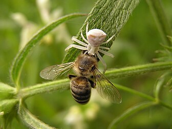 Aranha-caranguejo (Thomisus onustus) e abelha-europeia (Apis mellifera), Donetsk, Ucrânia. Essas aranhas são encontradas em toda a Europa, norte da África e partes do Oriente Médio e da Ásia. Ela reside em flores da vegetação de várzea. As fêmeas se distinguem por seu tamanho maior e capacidade de mudar de cor entre branco, amarelo e rosa como meio de combinar a cor das flores. Esse mimetismo permite que elas evitem predadores e melhorem as habilidades de captura de presas de insetos. Os machos são menores e de coloração parda, geralmente verde ou marrom. (definição 2 048 × 1 536)