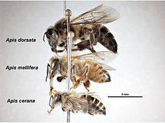 Trois abeilles épinglées