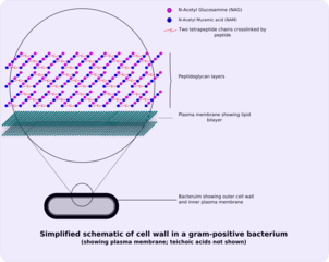 Pared celular Gram positiva