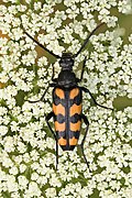 Leptura quadrifasciata (SDG 15)