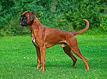 Chien de type molossoïde, de race boxer, fauve et blanc, debout de profil, avec un museau noir court et renfoncé, des oreilles courtes et tombantes non coupées, queue longue et non coupée.