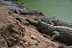 Crocodiles lying next to green water.