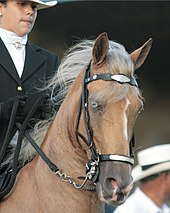 "A sooty palomino horse with yellow-blue eyes"