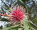 Hakea laurina (Proteaceae).