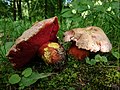 !!Rubroboletus rhodoxanthus!!