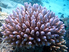 Acropora sarmentosa