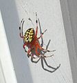 Marbled Orbweaver 1