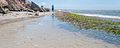 Pradera de Thalassia testudinum en El Manglillo, Isla de Margarita estado Nueva Esparta - Venezuela.