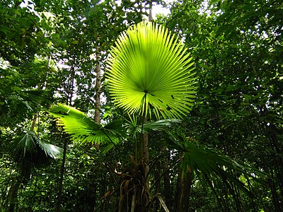 Saribus rotundifolius palm in the forest understory in Tangkoko Nature Reserve, Sulawesi