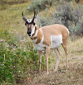 Antilokapro (Antilocapra americana)