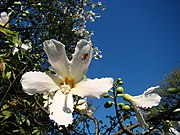 Ceiba glaziovii