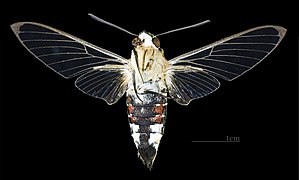 Ventral female (coll. MHNT)