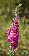 Grappe de Digitalis purpurea près du Lotharpfad en Forêt-Noire.