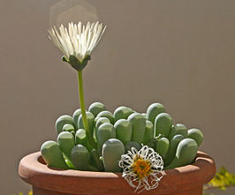 Fenestraria rhopalophylla