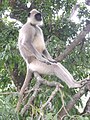 Alpha male Langur