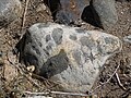 Enclaves arrondies de roche basique dans un granite, témoin d'un mélange (ou hybridation) de magmas[10].