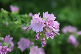 Malva moschata L. — Mauve musquée