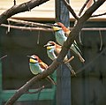 Gyurgyalag (Merops apiaster)