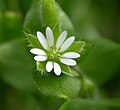 Die tief geschlitzten Kronblätter von Stellaria media lassen die Krone zehnzählig erscheinen