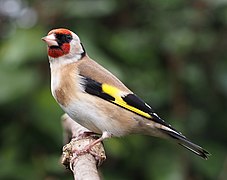 Pintassilgo europeu (Carduelis carduelis)