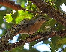 A grey bird at the branch of tree